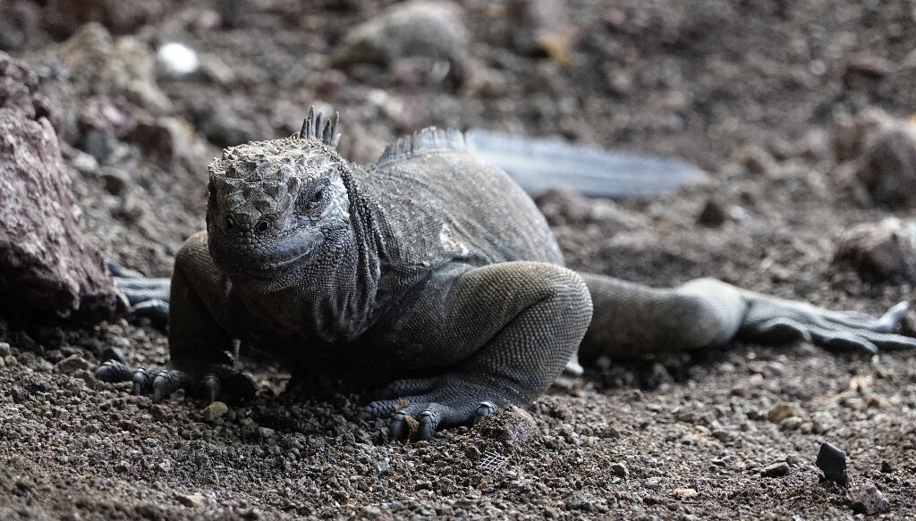 #Iguanas reproducing on Galapagos island century after disappearing