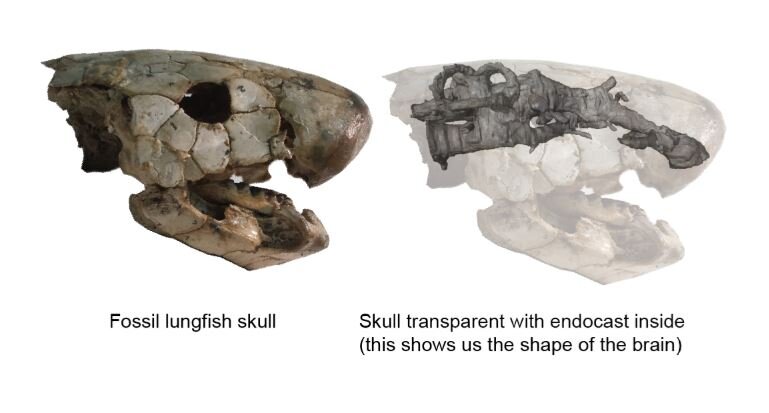 A look inside ancient fish heads: Brain space yields new insights on prehistoric..