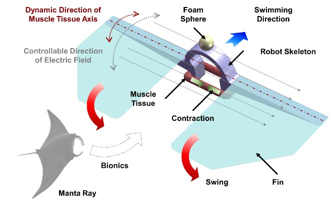A manta ray-inspired biosyncretic robot with stable controllability via dynamic electric stimulation