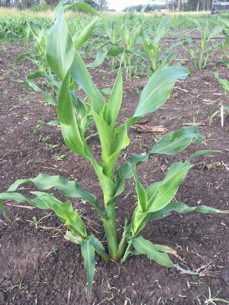 #Corn plants with tillers work well in restrictive environments