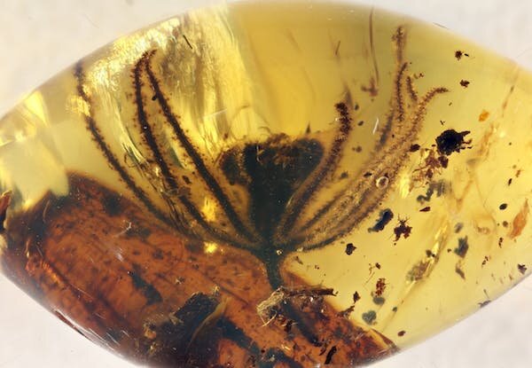 Scientists discover orchid fossil trapped in amber dating back at least 45  million years-Living News , Firstpost