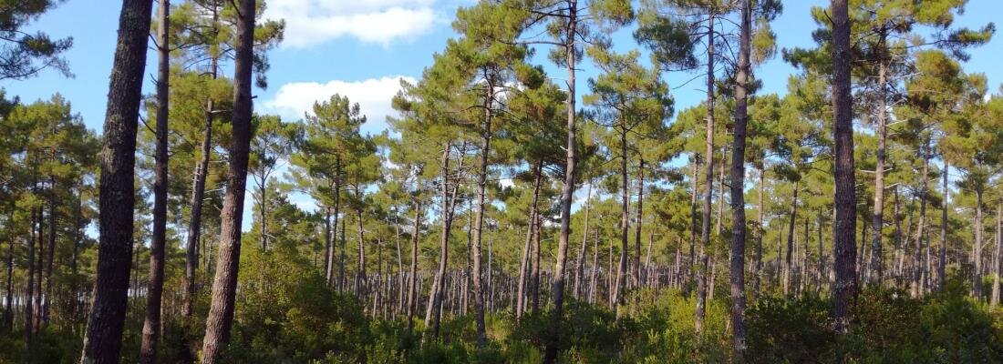 Um novo modelo prevê o crescimento de árvores florestais em novos ambientes