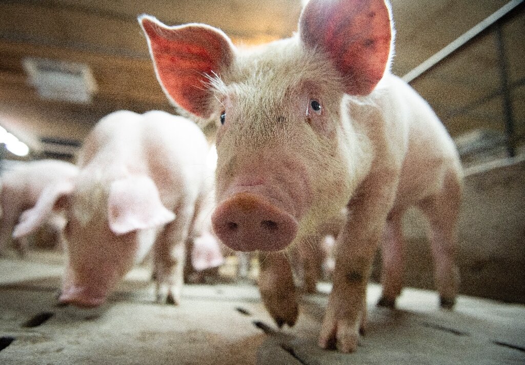 Scientists revive cells and organs in dead pigs
