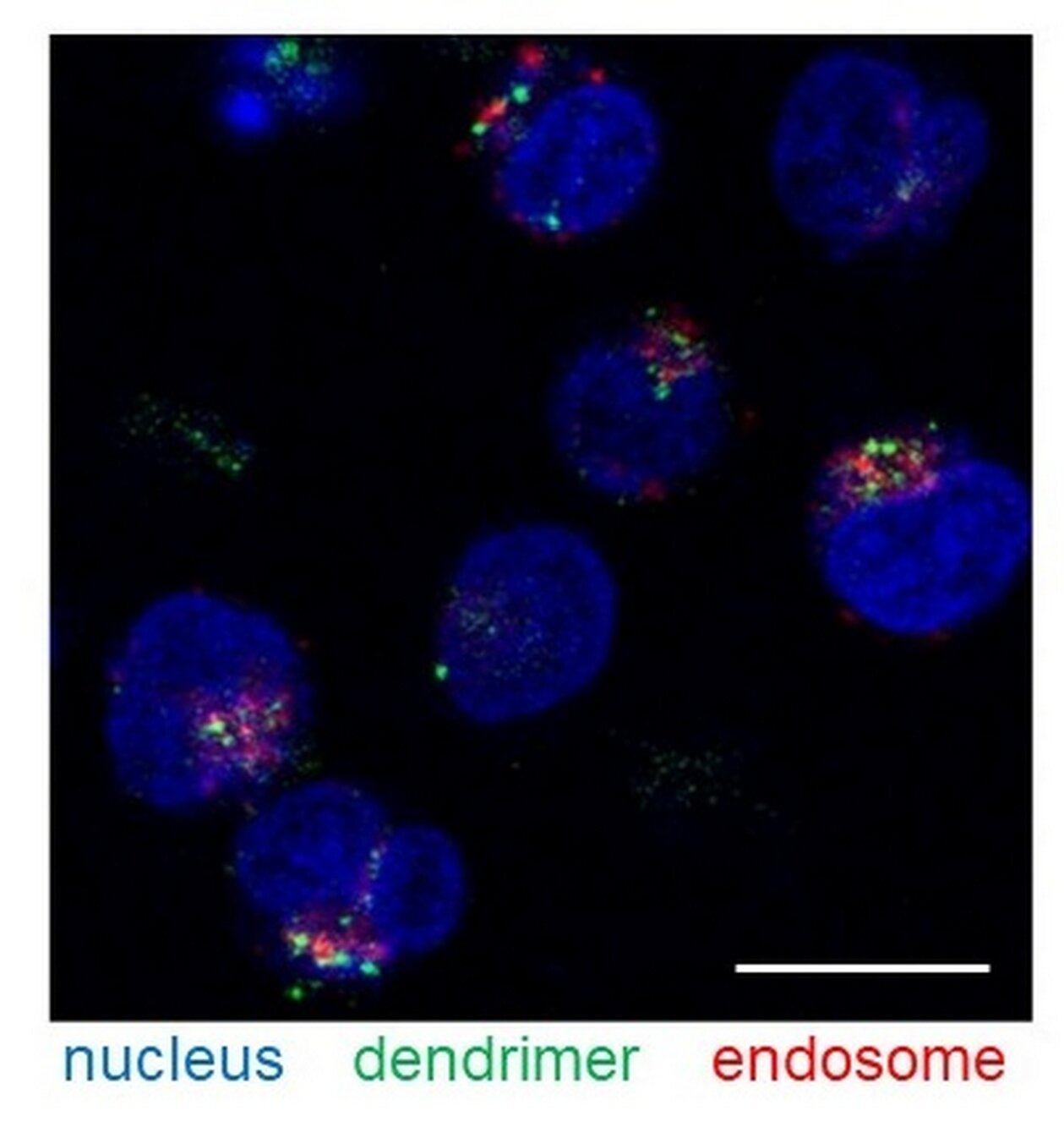 A novel nanoplatform for delivering medication into lymphocytes
