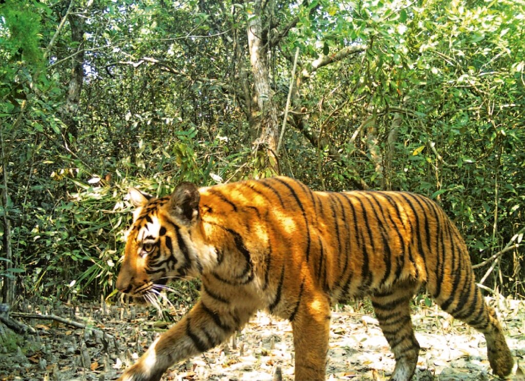 Reliable weight data for wild tigers are difficult to find