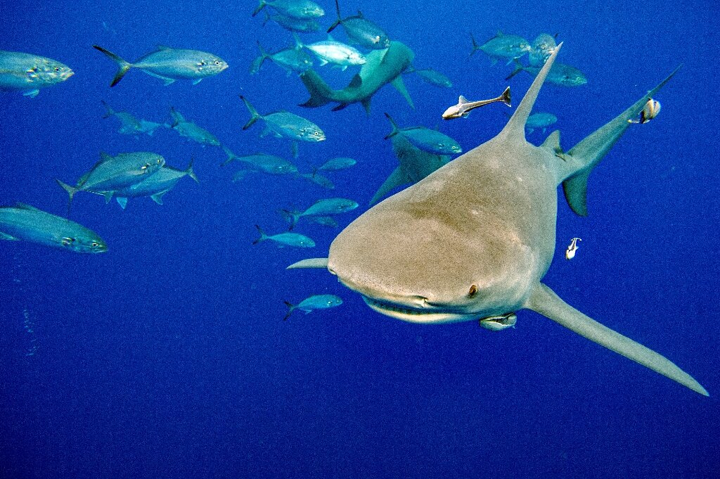 #Global wildlife summit approves shark protections