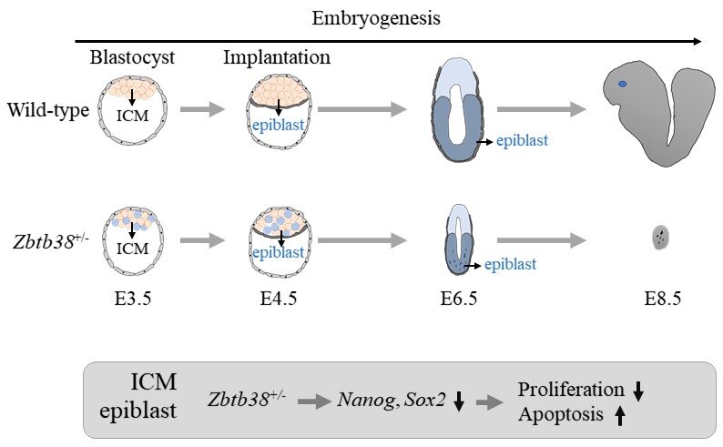 #A single allele deletion in gene encoding Zbtb38 leads to early embryonic death