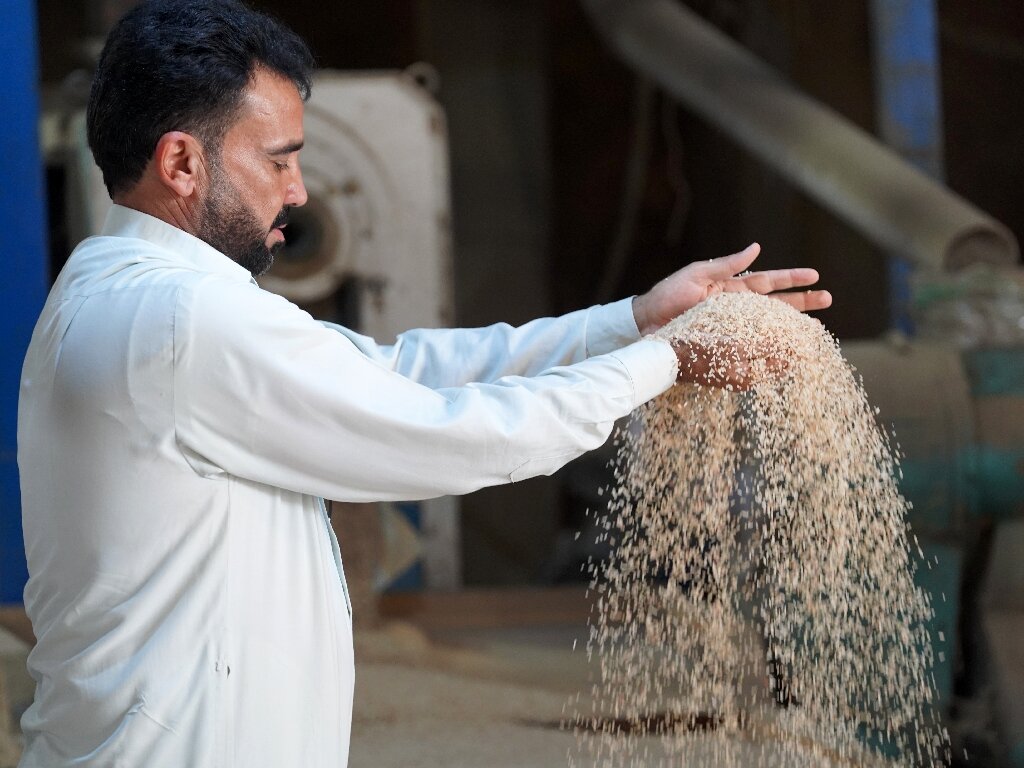 #Iraq’s prized rice crop threatened by drought