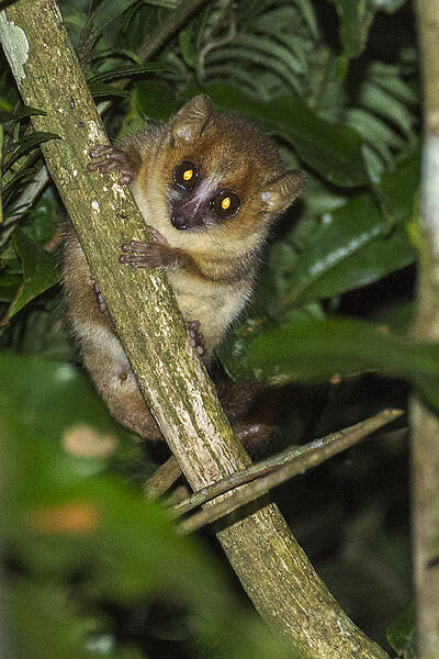 photo of A year in the life of the mouse lemur image