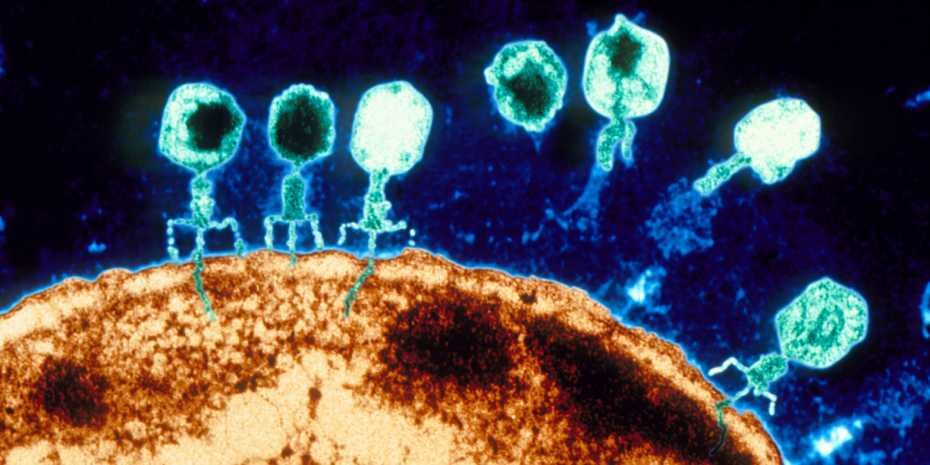 photo of Chal­lenging the the­ory of the nar­row host range of phages image