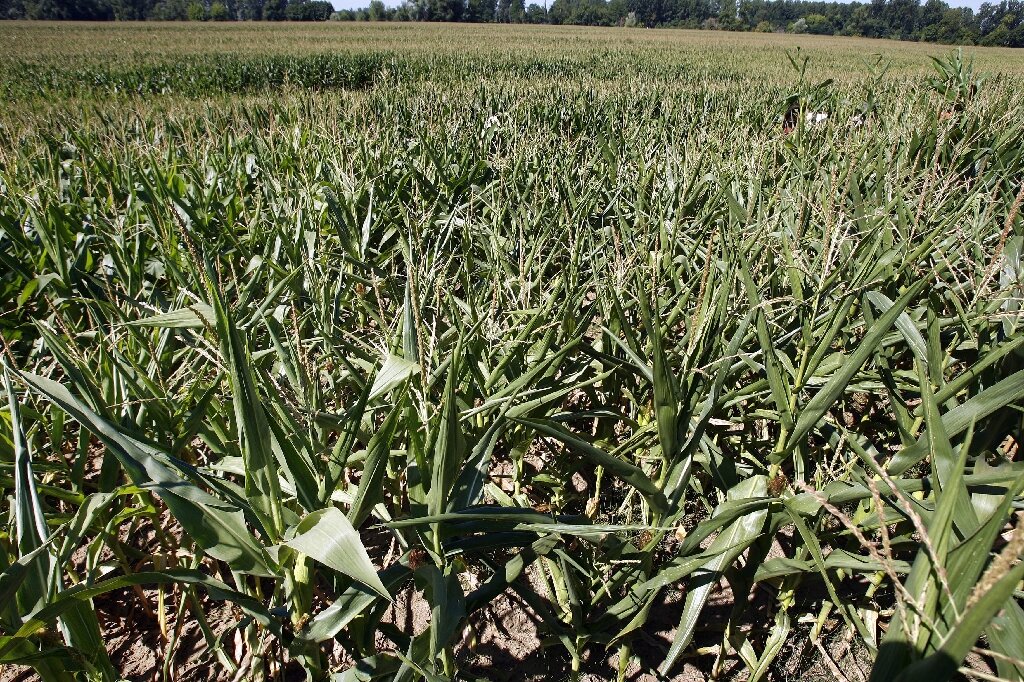 #GMO skeptics still distrust big agriculture’s climate pitch