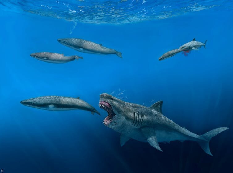 #Ancient megalodon super-predators could swallow a great white shark whole, new model reveals