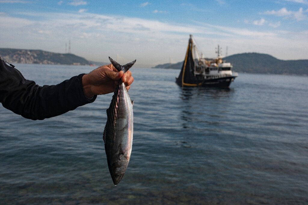 photo of 'Where are the mackerel?' Alarm as Bosphorus fish stocks crash image