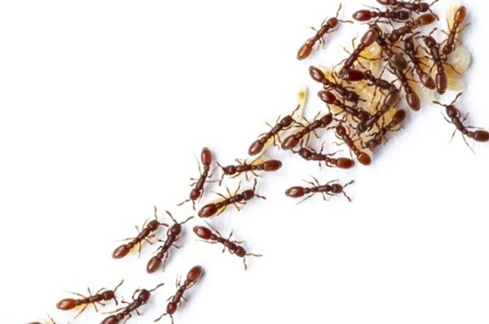 Ant colonies behave like neural networks when making decisions