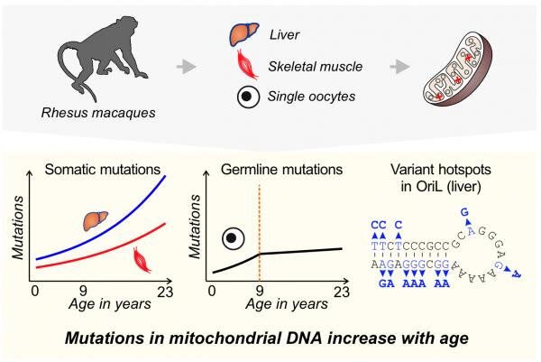 Are egg cells in aging primates protected from mutations?
