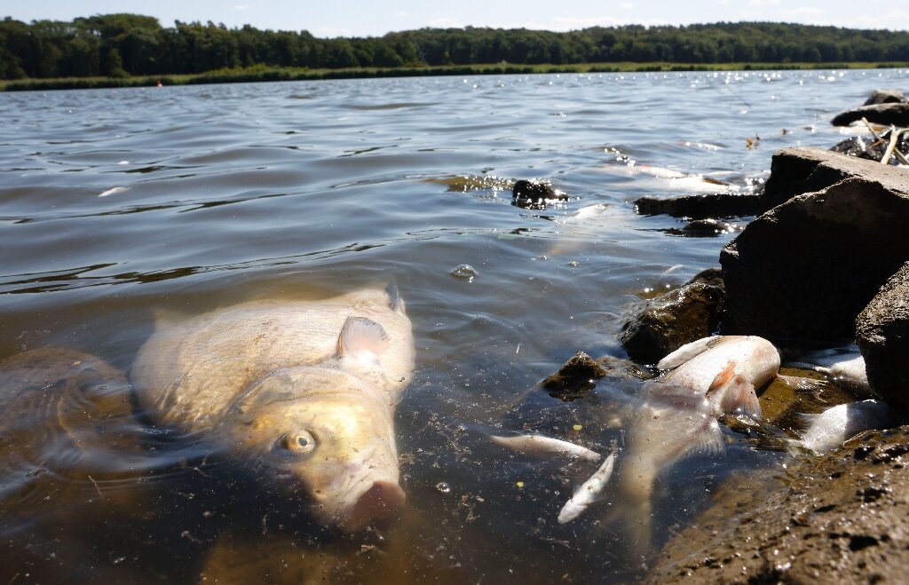 Dead fish and depression on the banks of the Oder