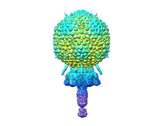 Atomic structure of a staphylococcal bacteriophage using cryo-electron microscop..