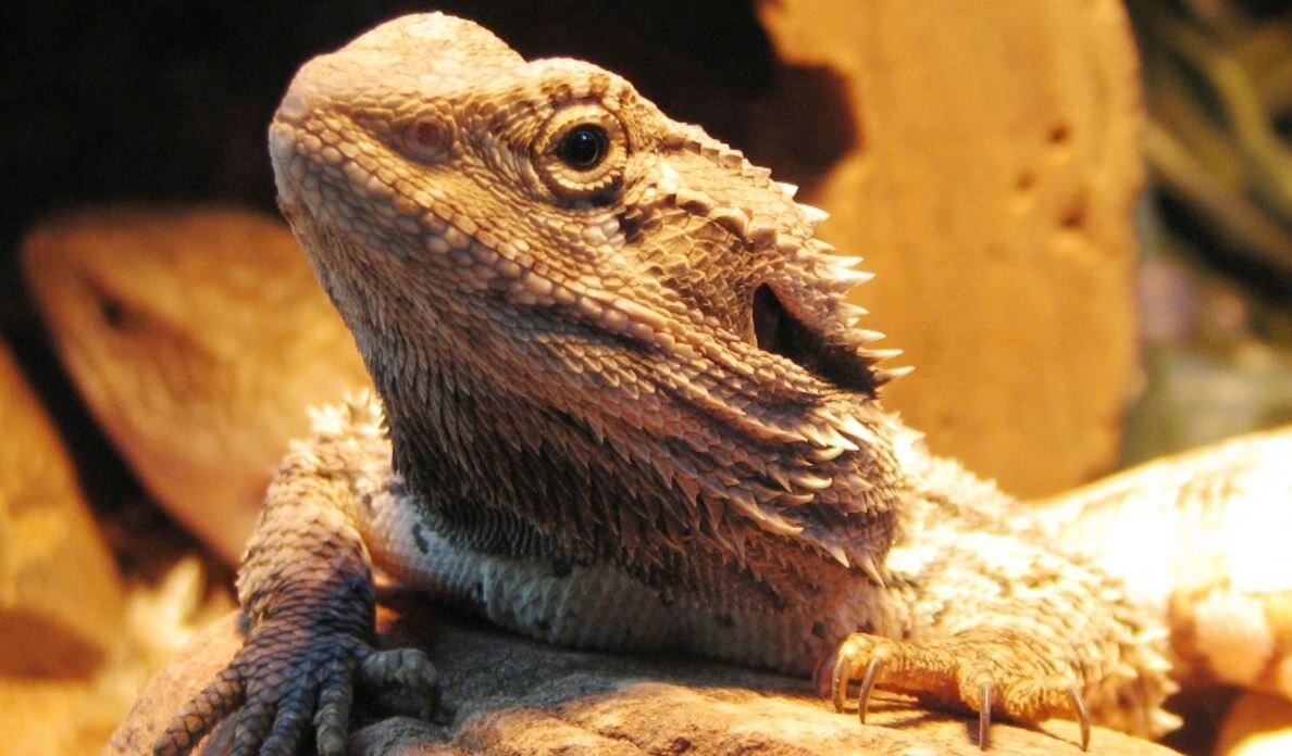 Australian dragons' gender determined by epigenetic differences