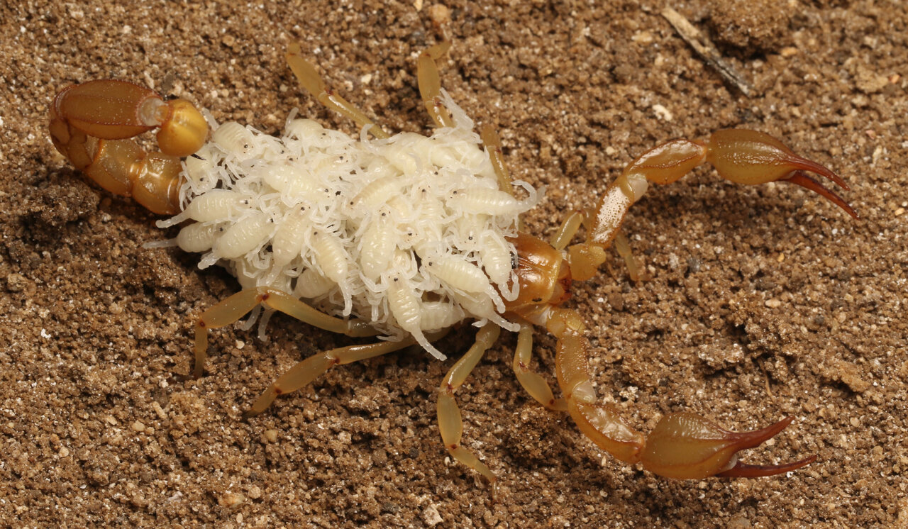 High school students describe two new species of scorpions
