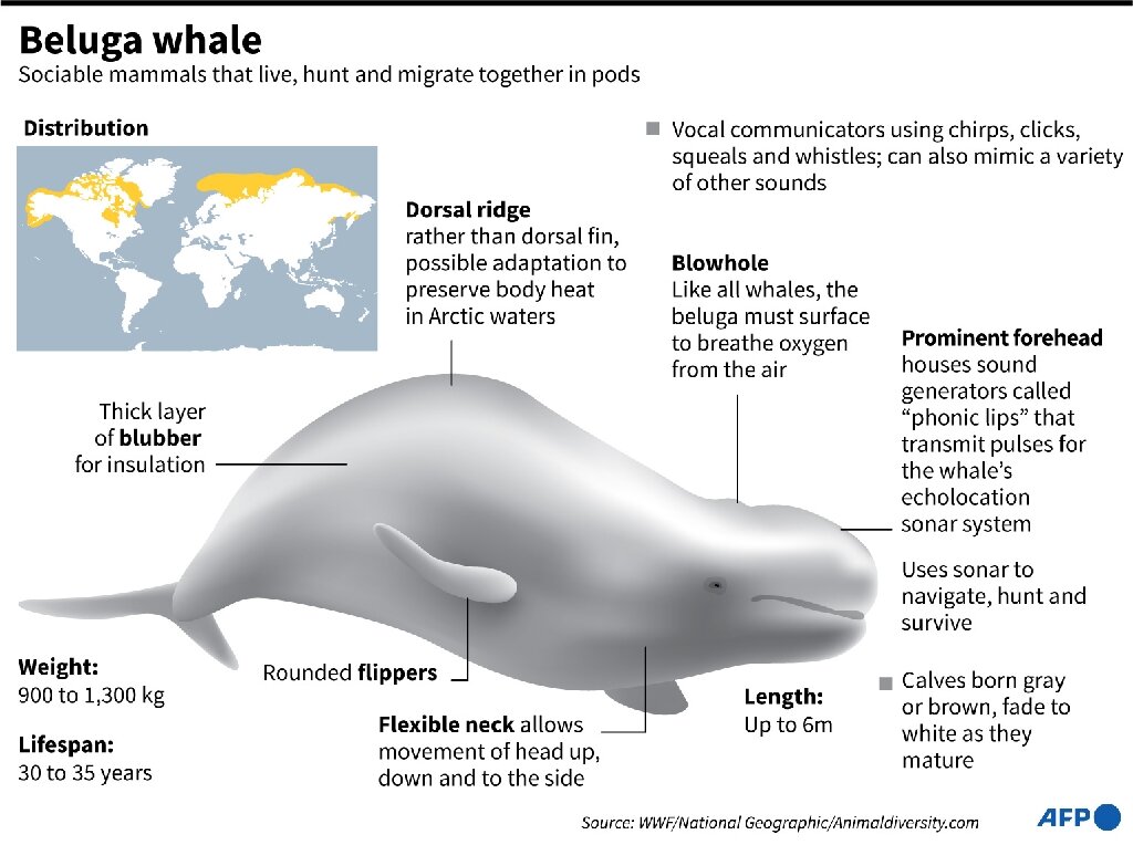 Health fears over Beluga whale spotted in France's Seine river