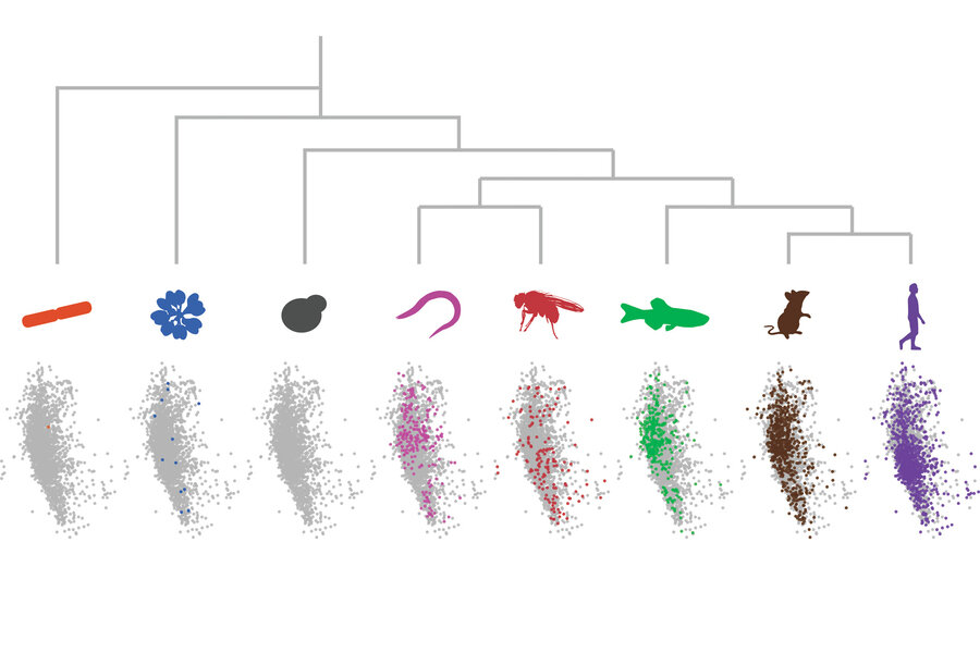 Biologists glean insight into repetitive protein sequences