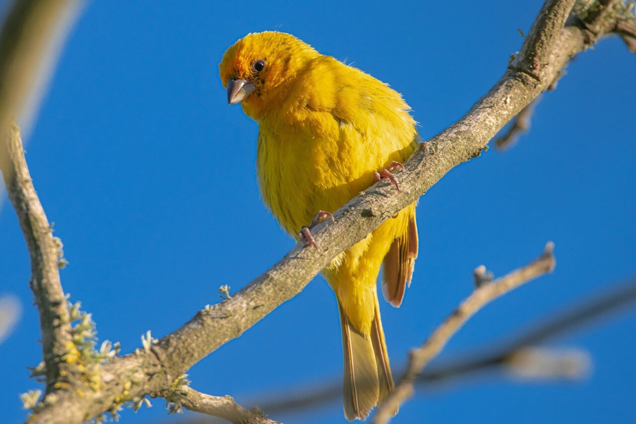 Birds are more colourful closer to the equator, study proves