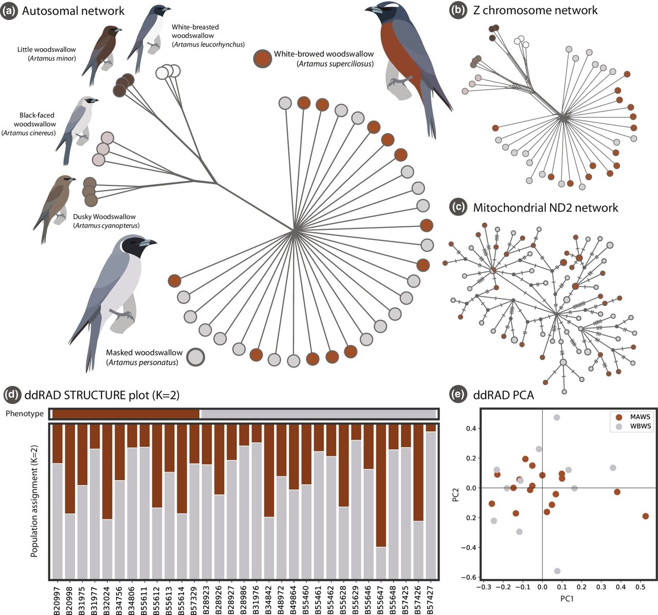Genetics of two bird species hardly differs, despite significant ...