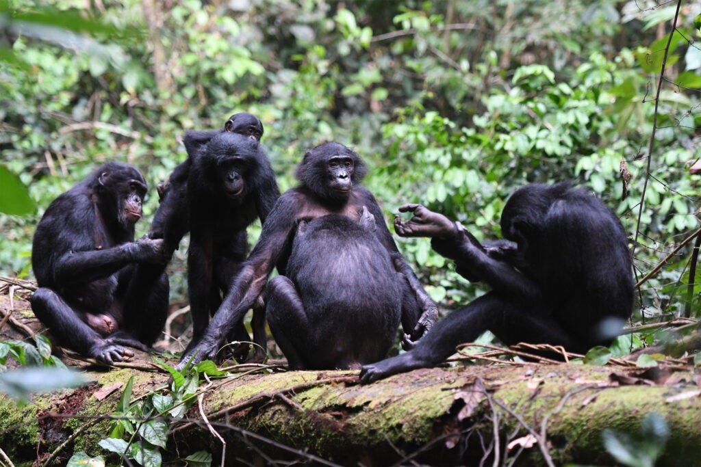 Bonobos' tolerant, peaceful group relationships paved way for human peacemaking