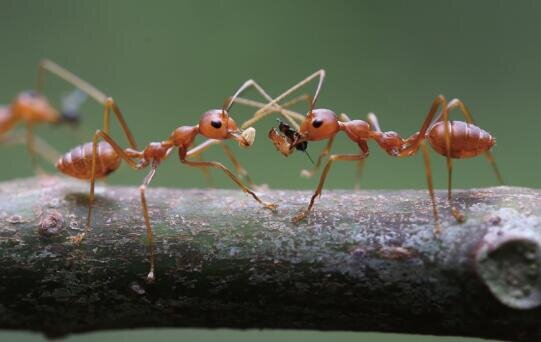 photo of Bottom-up process plays central role in determining ant-tree interaction networks image