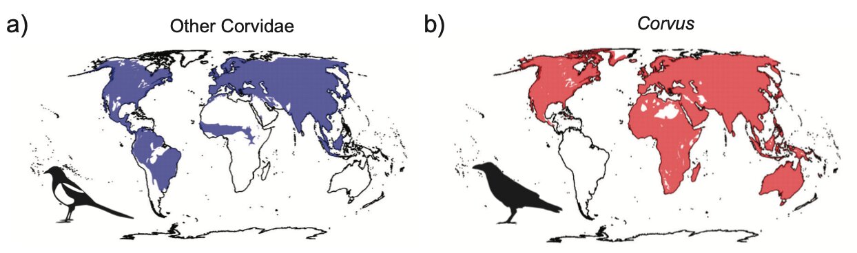 Brains and brawn helped crows and ravens take over the world