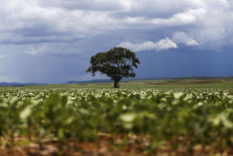 Brazilian soybean growers' use of biofertilizer examined