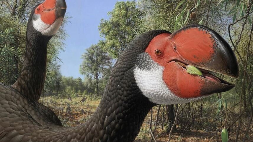breeding-biology-of-giant-australian-mihirung-birds-paved-way-to-extinction