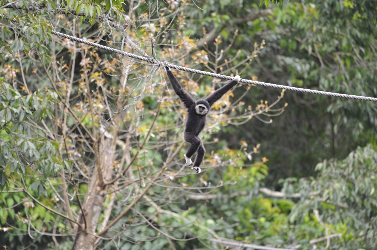 Canopy bridges key to habitat connectivity globally and arboreal animal  conservation: Case studies from around the world