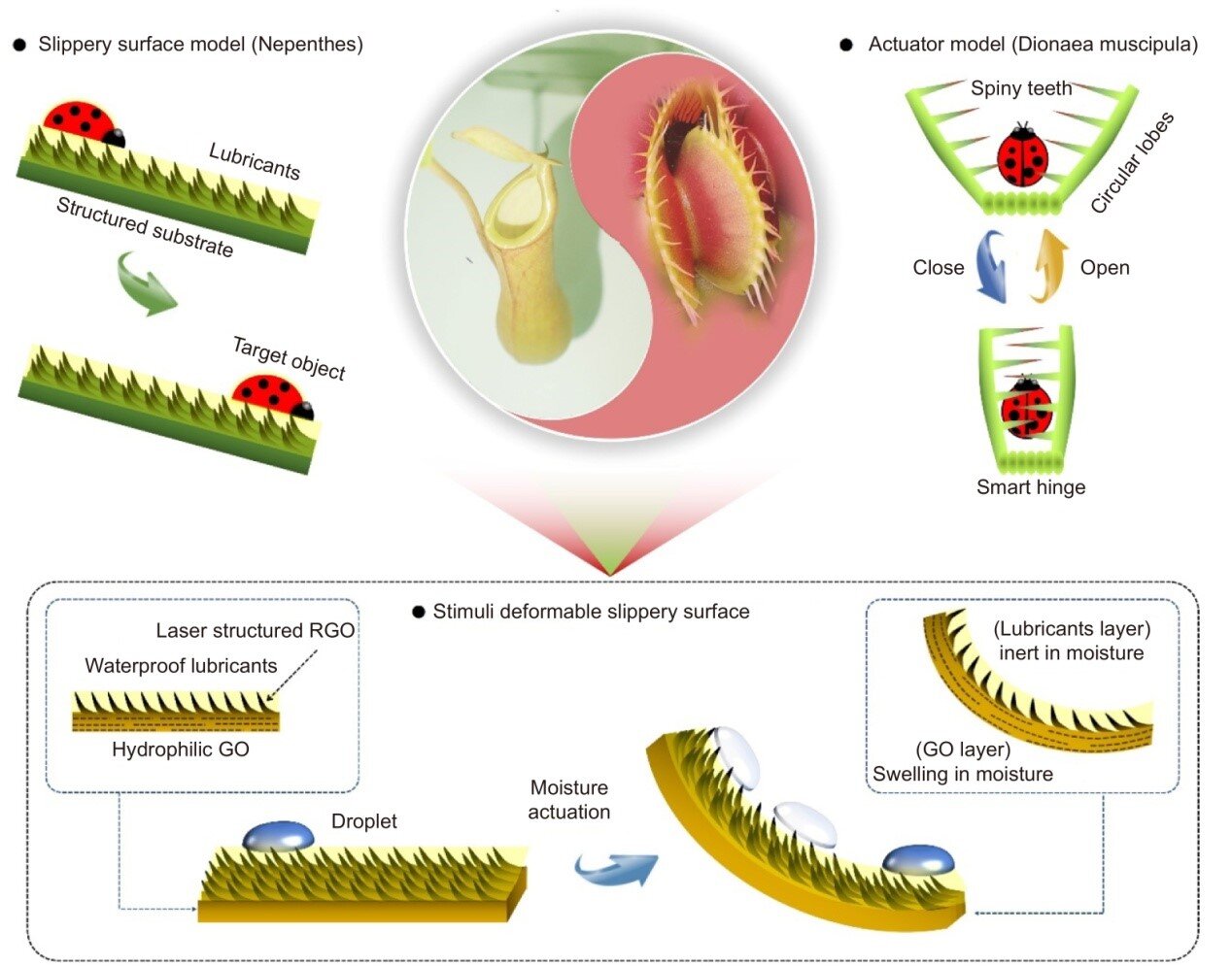Carnivorous plants inspire smart slippery surfaces and bionic robots