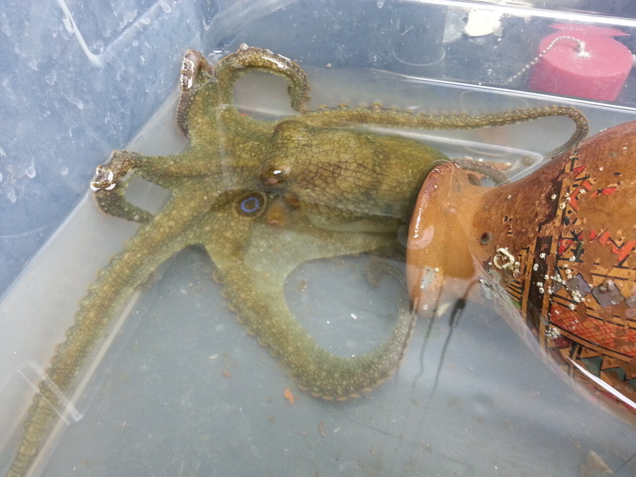 Changes in cholesterol production lead to tragic octopus death spiral