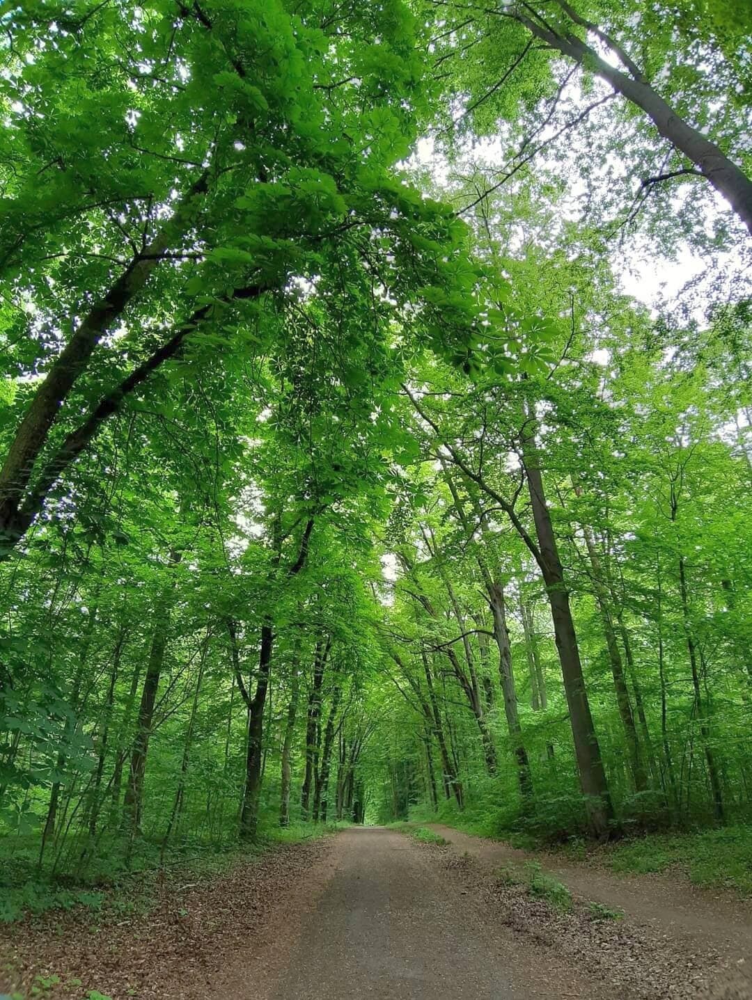 photo of Climate change in the forests of northern Germany: Team finds widespread drought stress in European beech image