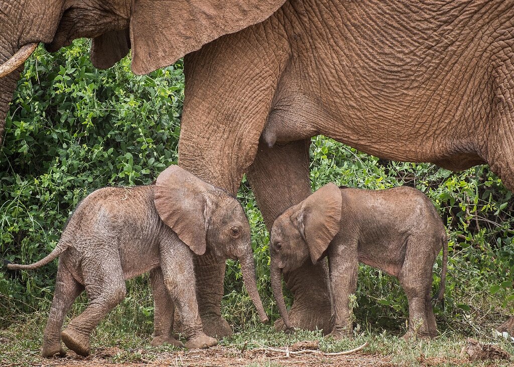 The Search for a Baby Forest Elephant's Mother, Nature and Wildlife