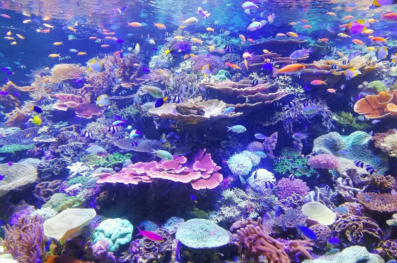 https://scx2.b-cdn.net/gfx/news/2022/coral-reef.jpg