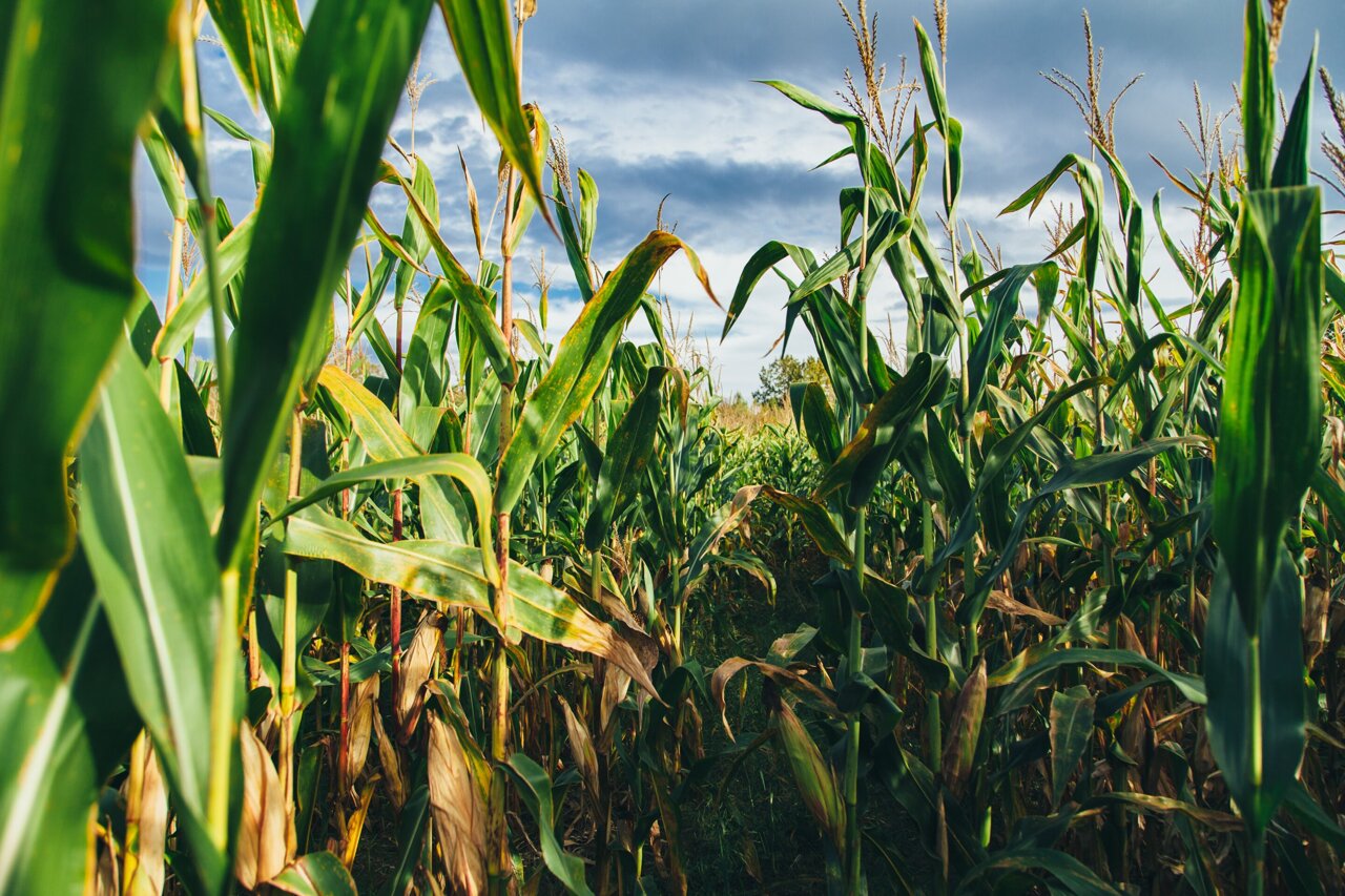 Inbred to Well-Fed: Maize Breeding Efforts to Improve Food Security and Safety in Africa