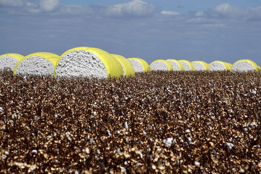 Brazil farmers bet on environmentally friendly cotton
