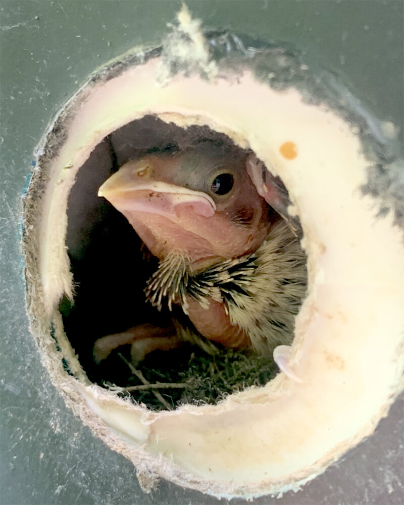 #Cowbird chicks do best with two warbler nest mates—not four, not zero, study finds