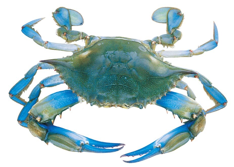 photo of Crabs have evolved five separate times—why do the same forms keep appearing in nature? image