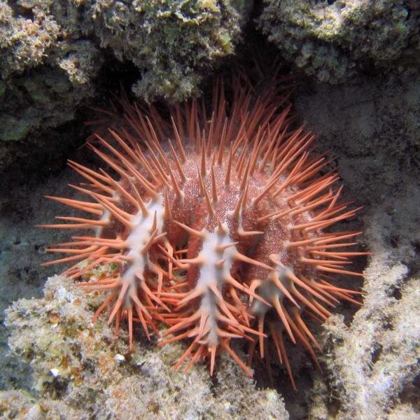 The Crown-of-Thorns Sea Star - Whats That Fish!