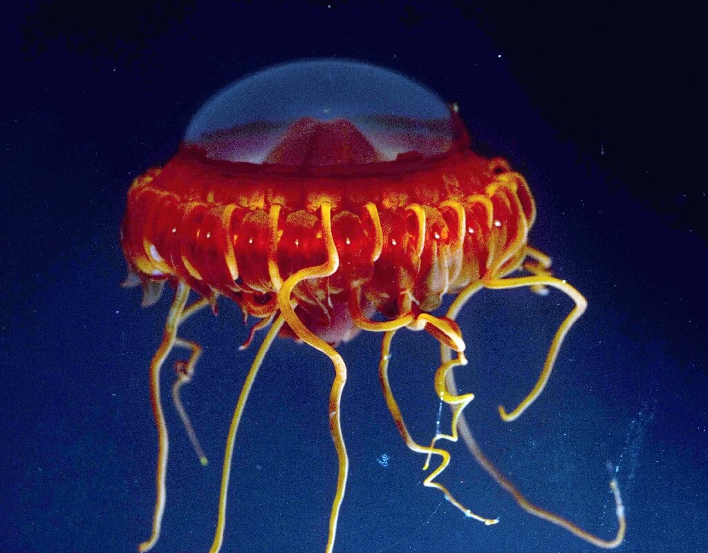 Bioluminescent deep-sea creatures illuminate effectiveness of new