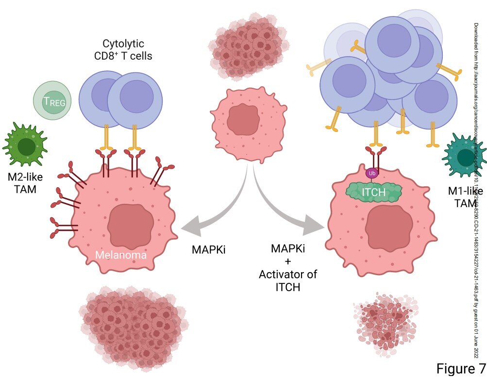 Degrading a key cancer cell-surface protein to invigorate immune attack on tumors