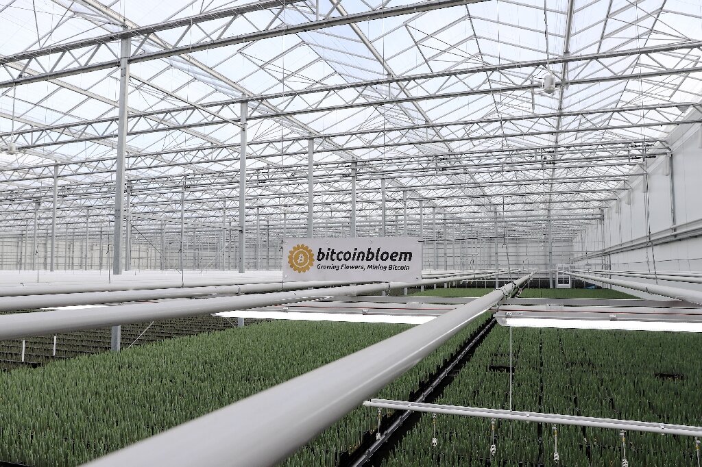 Голландцы стали использовать майнинг биткойнов для выращивания тюльпанов