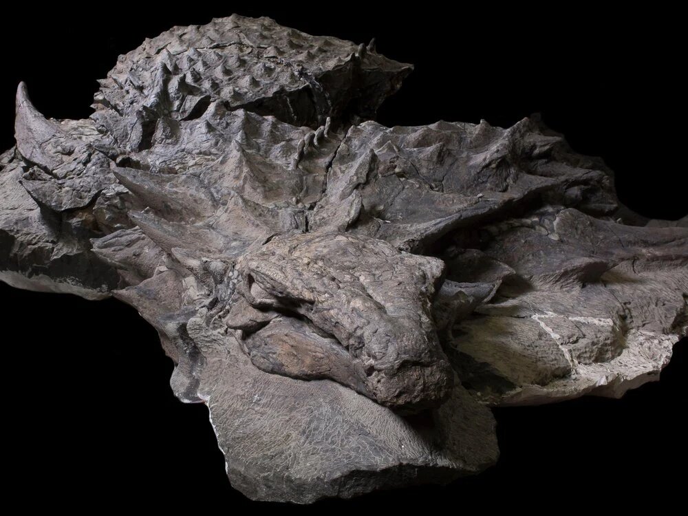 Dinosaur mummy': Researchers believe they've found one of the best  preserved dinosaurs ever