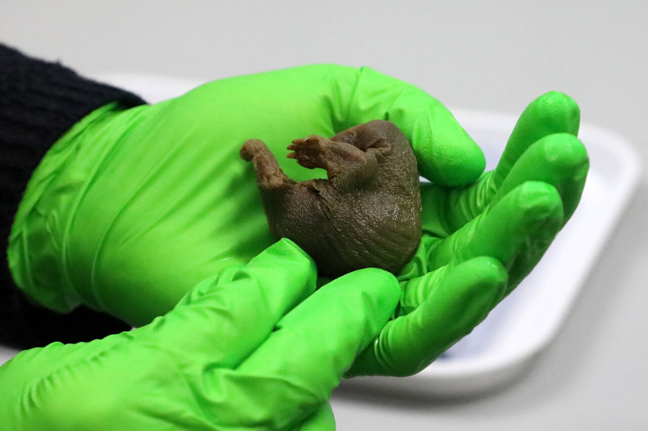 Museum discovers 150-year-old platypus and echidna specimens that proved  some mammals lay eggs