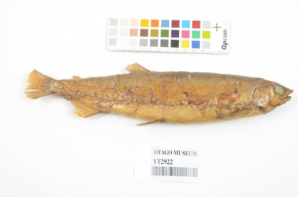 #DNA cracks a century-old mystery about New Zealand’s only extinct freshwater fish