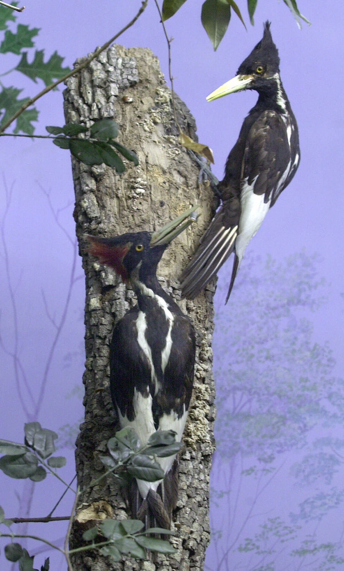Do videos show ivory-billed woodpecker, or is it extinct?